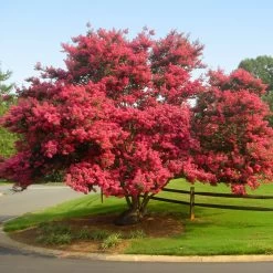 Featured Products -Garden Plant Store Tuscarora Crape myrtle 7 FGT