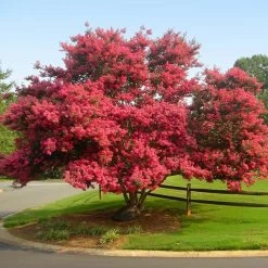 Featured Products 23 Tuscarora Crape Myrtle