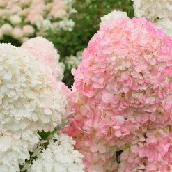 Vanilla Strawberry™ Hydrangea Shrub -Garden Plant Store Vanilla Strawberry Hydrangea 2 FGT