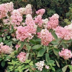 Vanilla Strawberry™ Hydrangea Shrub -Garden Plant Store Vanilla Strawberry Hydrangea 3 FGT