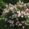 Vanilla Strawberry™ Hydrangea Shrub -Garden Plant Store Vanilla Strawberry Hydrangea FGT 600x600 4867194f d96b 47ef 8e0e 42a2f236ee41
