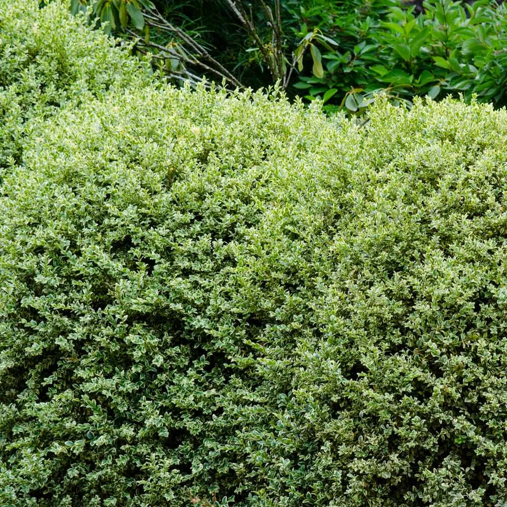 Variegated Boxwood Shrub 5 Variegated Boxwood Shrub - Image 3