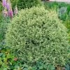 Variegated Boxwood Shrub 2 Variegated Boxwood Shrub -Garden Plant Store Variegated Boxwood FGT 600x600 15885245 1f25 4136 b802 41814201f8b5