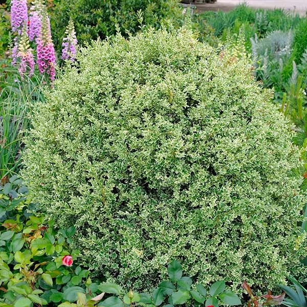 Variegated Boxwood Shrub 3 Variegated Boxwood Shrub