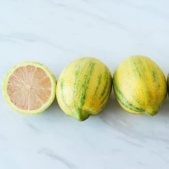 Pink Variegated Eureka Lemon Bush 8 Pink Variegated Eureka Lemon Bush -Garden Plant Store Variegated Pink Eureka 2 BB