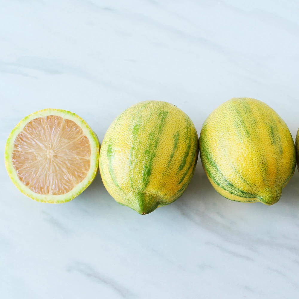 Pink Variegated Eureka Lemon Bush 5 Pink Variegated Eureka Lemon Bush - Image 3