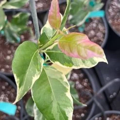 Pink Variegated Eureka Lemon Bush 9 Pink Variegated Eureka Lemon Bush -Garden Plant Store Variegated Pink Eureka 7 dbfb1cfe f5d9 45c1 aac9 7809e00cecc3