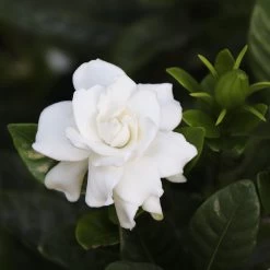 Gardenia 'Veitchii' Shrub -Garden Plant Store Veitchii Gardenia 2 FGT