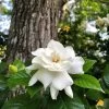 Gardenia 'Veitchii' Shrub -Garden Plant Store Veitchii Gardenia FGT 600x600 682342a2 f824 4657 b803 57a8bc017673