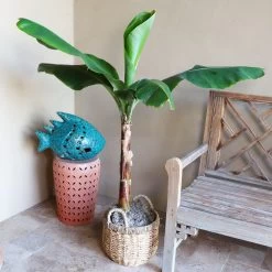 Veranda Banana Tree -Garden Plant Store Veranda Banana 3