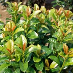 Volcano Cherry Laurel -Garden Plant Store Volcano Laurel 3 FGT