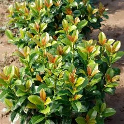 Volcano Cherry Laurel -Garden Plant Store Volcano Laurel 4
