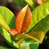 Volcano Cherry Laurel -Garden Plant Store Volcano Laurel FGT 600x600 5b1227ca 084f 4e2e 90ae 343c02974e7c