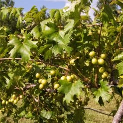 Wine Lover's Kit 10 Wine Lover's Kit -Garden Plant Store WIne Lovers Kit 2