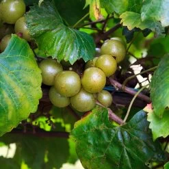 Wine Lover's Kit 11 Wine Lover's Kit -Garden Plant Store WIne Lovers Kit 3