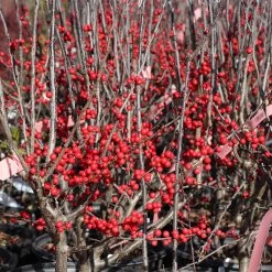 Winter Red Winterberry Holly Shrub -Garden Plant Store WInter Red winterberry 3G
