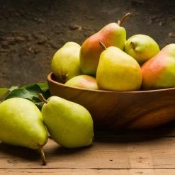 Warren Pear Tree -Garden Plant Store Warren Pear Tree 1