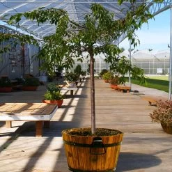 Weeping Extraordinaire™ Cherry Tree -Garden Plant Store Weeping Extraordinaire Cherry 1