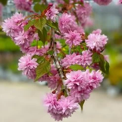 Weeping Extraordinaire™ Cherry Tree -Garden Plant Store Weeping Extraordinaire Cherry 2