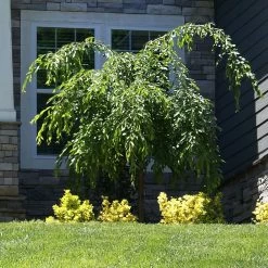 Weeping Extraordinaire™ Cherry Tree -Garden Plant Store Weeping Extraordinaire Cherry 4