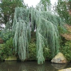 Weeping Blue Atlas Cedar Tree -Garden Plant Store Weeping Blue atlas Cedar 1