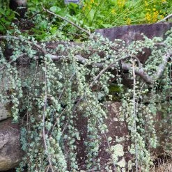 Weeping Blue Atlas Cedar Tree -Garden Plant Store Weeping Blue atlas Cedar 5 FGT