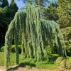 Weeping Blue Atlas Cedar Tree -Garden Plant Store Weeping Blue atlas Cedar FGT 600x600 620d59be 203f 4004 b56d 59c520d54305