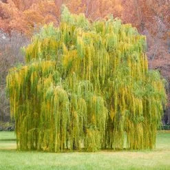 Weeping Willow -Garden Plant Store Weeping Willow 11 FGT