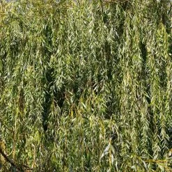 Weeping Willow -Garden Plant Store Weeping Willow 13