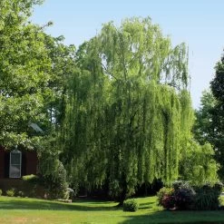 Weeping Willow -Garden Plant Store Weeping Willow 2 FGT