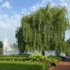 Weeping Willow -Garden Plant Store Weeping Willow FGT 600x600 b02e8bcf 24b9 48b6 9038 817ddd25cb18