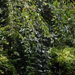 Weeping Yoshino Cherry Tree -Garden Plant Store Weeping Yoshino Cherry 3