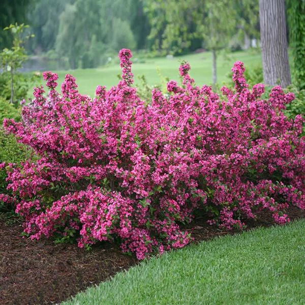 Sonic Bloom® Weigela Shrub 3 Sonic Bloom® Weigela Shrub