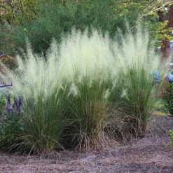 White Cloud Muhly Grass -Garden Plant Store White Cloud Muhly Grass 4 FGT