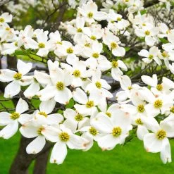 White Dogwood -Garden Plant Store White Dogwood 19 FGT