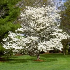 White Dogwood -Garden Plant Store White Dogwood 7 FGT