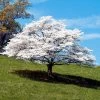 White Dogwood -Garden Plant Store White Dogwood FGT 600x600 323552d5 f754 4865 b5dc 608de3e4f1aa