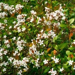 Snow White Indian Hawthorn Shrub -Garden Plant Store White Indian Hawthorn 1