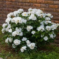 White Knock Out® Rose -Garden Plant Store White Knockout Rose 4
