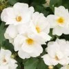White Knock Out® Rose -Garden Plant Store White Knockout Rose FGT 600x600 fc28c2f4 7035 4827 9469 63a39fd1b55c