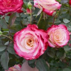 White Lies™ Rose Shrub -Garden Plant Store White Lies Rose 2