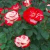 White Lies™ Rose Shrub -Garden Plant Store White Lies Rose FGT 600x600 ad66844f 0e26 4de5 81c1 d75d4dec16f7
