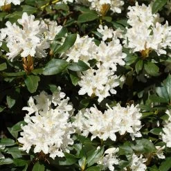 White Rhododendron -Garden Plant Store White Rhododendron 2 FGT