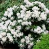 White Rhododendron -Garden Plant Store White Rhododendron FGT 600x600 2e6f5762 d561 4abf be22 376d963cbe0f