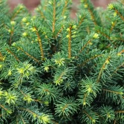 White Spruce Tree 9 White Spruce Tree -Garden Plant Store White Spruce Tree 3 FGT