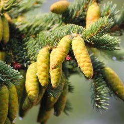 White Spruce Tree 10 White Spruce Tree -Garden Plant Store White Spruce Tree 4