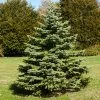 White Spruce Tree -Garden Plant Store White Spruce Tree FGT 600x600 3b8f2baa 581d 4a29 9f38 25d68bbf5905