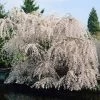 White Weeping Cherry Tree -Garden Plant Store White Weeping Cherry FGT 600x600 2772d3e2 e793 4828 9adb a164daf8ea05