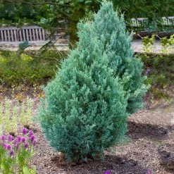 Juniper 'Wichita Blue' Tree -Garden Plant Store Wichita Blue Juniper 4