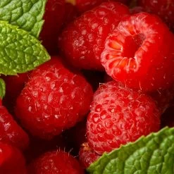 Willamette Red Raspberry Bush -Garden Plant Store Wiliamette Raspberry 5 FGT